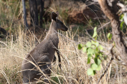 kangaroo-2.jpg